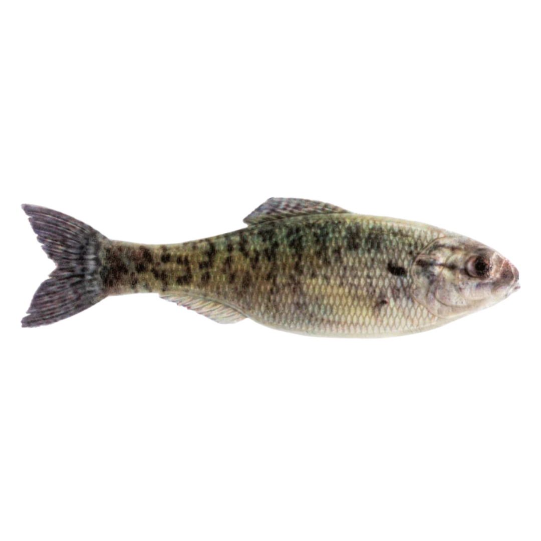 6th Sense Panorama Shad 6.5inch